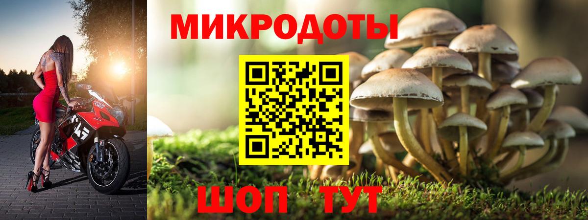 Псилоцибиновые грибы Psilocybine cubensis Аксай